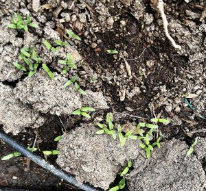 Tiny tomato seedlings