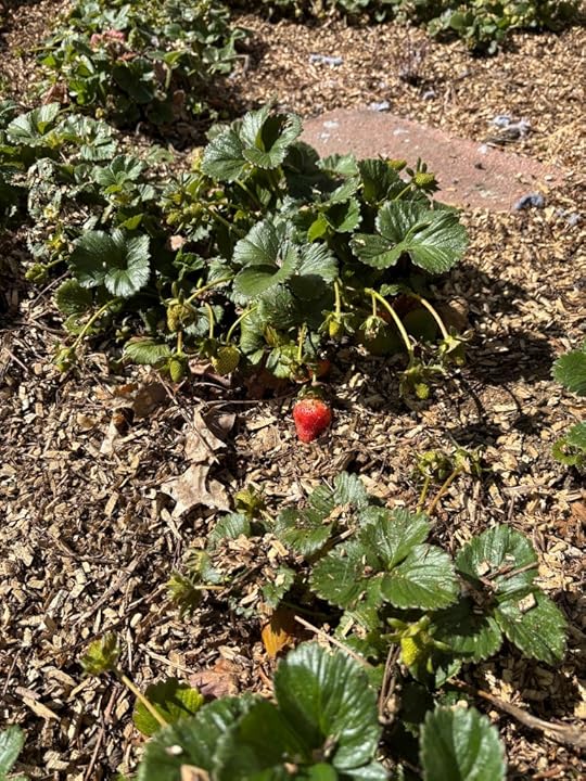 Strawberry bed in rich soil