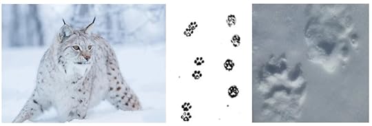 Следи от рис