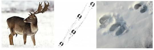 Следи от елен