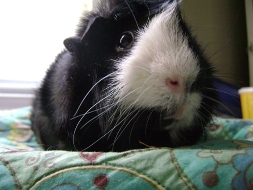 Rachel E Smith guinea pig Thaddeus