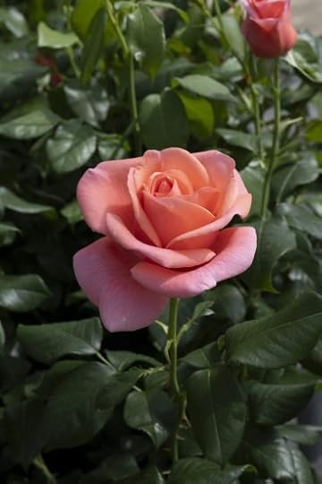 catherine's rose