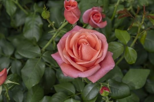 catherine's rose