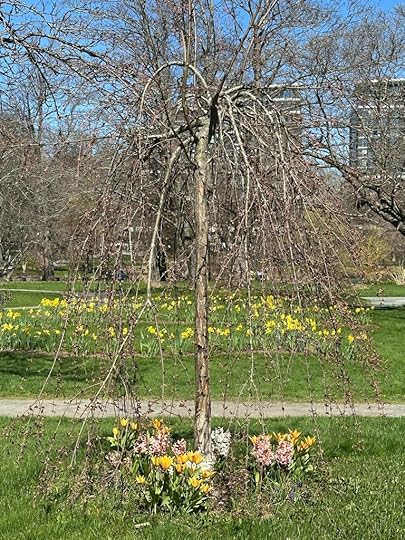 Tulips, daffodils, trees