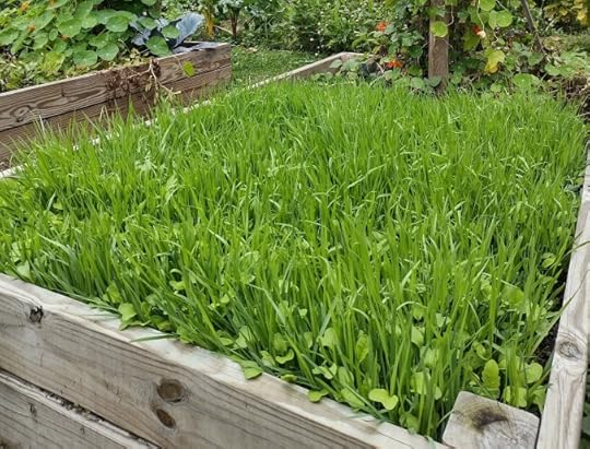 Cover crop of oats peas and radish growing in a raised bed