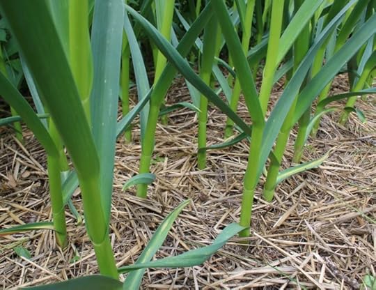 close up of garlic growing out of straw mulch