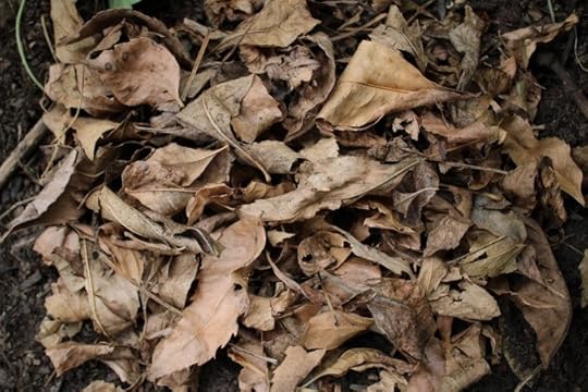 Dried Leaves close up