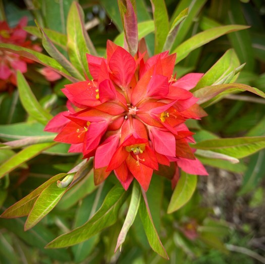 Fire and Elephants - euphorbia fireglow