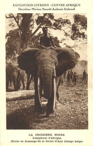 La croisière noire. African elephant (Api Elephant Domestication Centre, Belgian Congo)