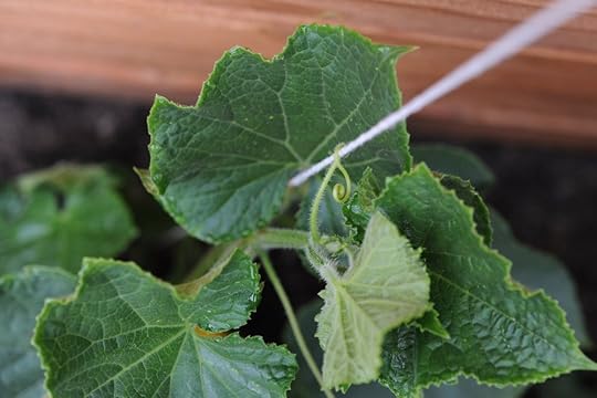 Cucumber tendrils grabbing onto hemp twine