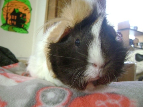 Rachel E Smith guinea pig Snuffy