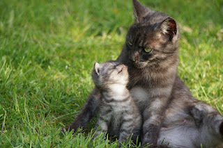 I love you Mom.