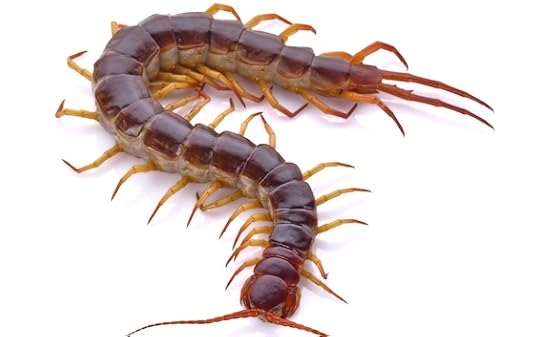 Photo of a centipede, like the aliens in this Humorous Science Fiction novel
