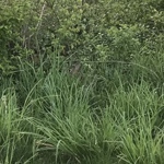 Another bunny in the grass