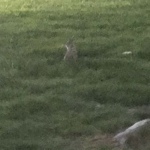 Bunny in the grass