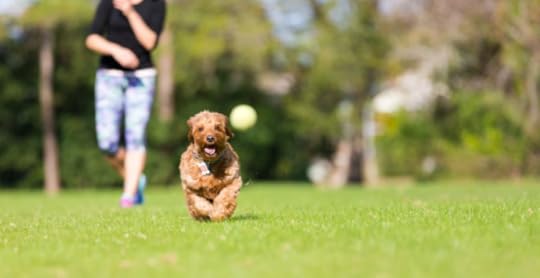 dog chasing ball playing fetch