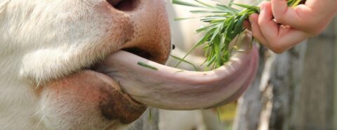 cow tongue eating herbs