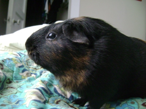 Rachel E Smith guinea pig Duncan Hills