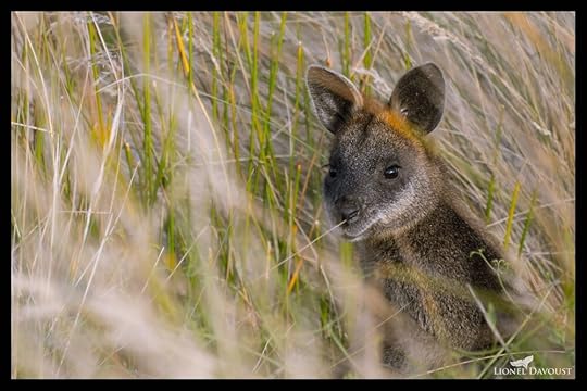 Keen wallaby