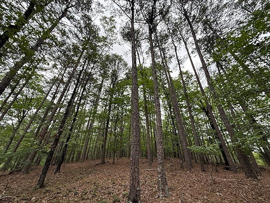 A dense forest with tall, slender trees reaching up towards the sky. The ground is covered with dry leaves and the trees have green foliage. The sky is overcast, visible through the canopy.