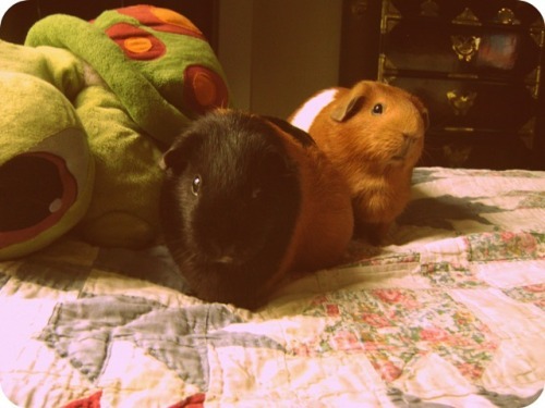 Rachel E Smith guinea pigs Murderface and Pickles
