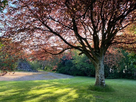 beautiful trees: a copper beech