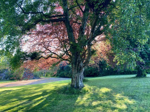 Beautiful trees: copper and green beeches.