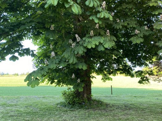 beautiful trees: a horse chestnut