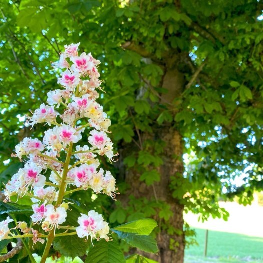 horse chestnut flower