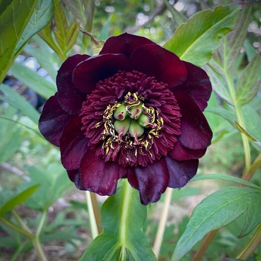 peony