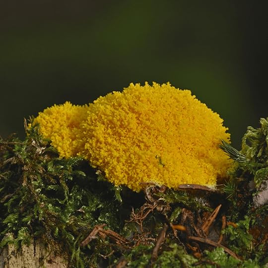 A yellow slime mold, resembling a fluffy blob, nestled among moss and twigs in a natural setting.(picture available via Pixabay, https://pixabay.com/photos/yellow-lohblüte-slime-mold-6690581/)
