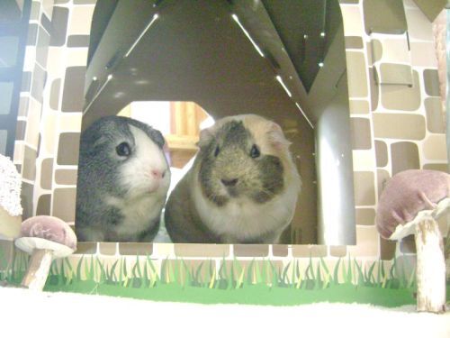 Rachel E Smith guinea pigs Camille and Dagmar