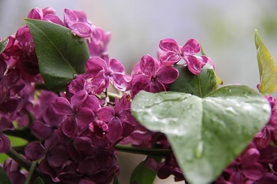 Violet purple lilacs with green leaves, decorated with raindrops.