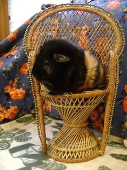 Rachel E Smith guinea pig Hen Wen