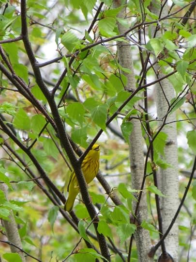 Yellow Warbler amid green leaves