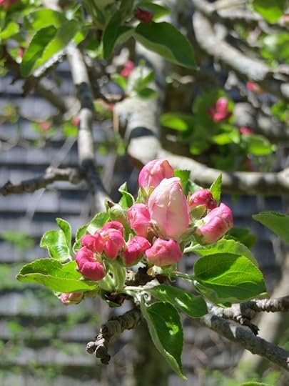 Pink blossoms