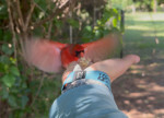 Cardinal with a peanut 1