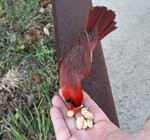 cardinal and peanuts two