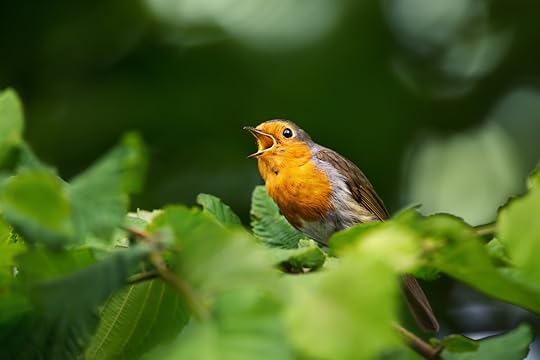 European robin singing in a hazel tree