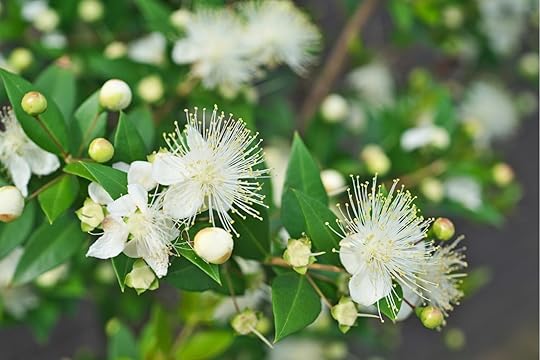 Myrtle plant with flowers