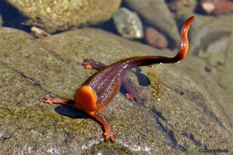 rough skinned newt