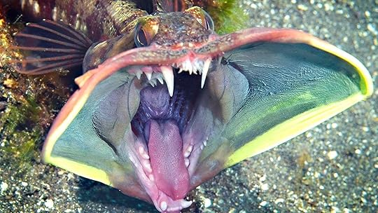 sarcastic fringehead