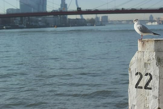 gull on white column near body of water