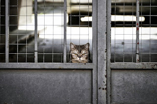 I'm innocent! I didn't do it!