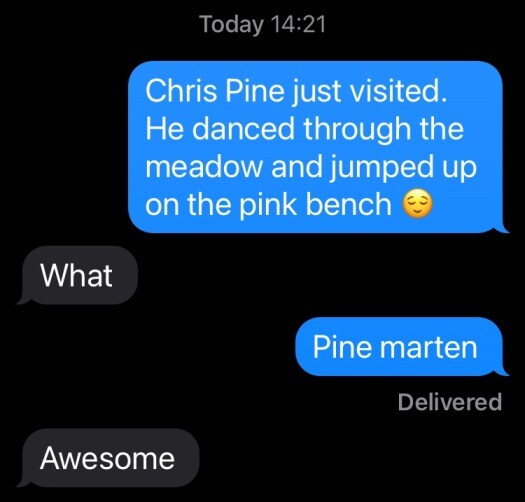 Pine marten text
