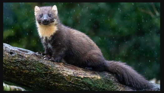 pine marten