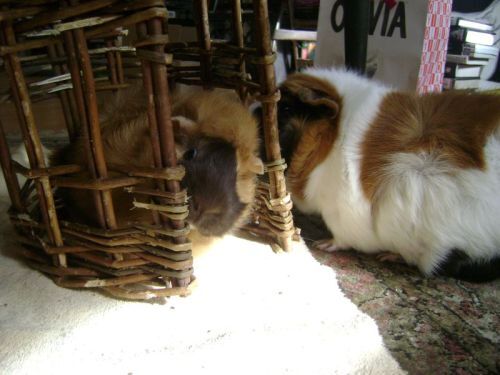 Rachel E Smith guinea pigs Ozma and Horace