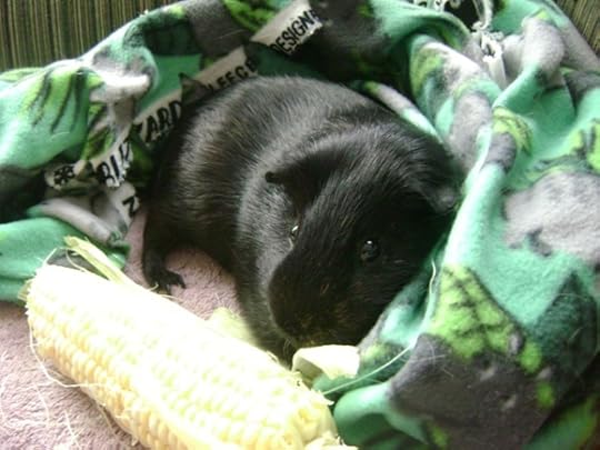 Rachel E Smith guinea pig Salem