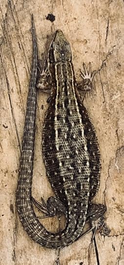 Lizard by NanneNyander.se