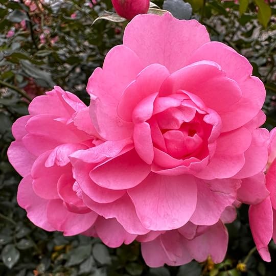 Pink roses